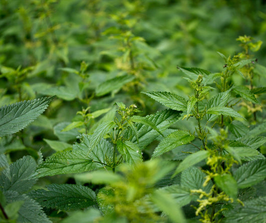 🌿 Brandnetelblad: een puur kruid voor lichaam en huid