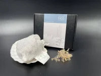 Seaweed Face Treatment (Inclusief Sint-Jacobsschelp)