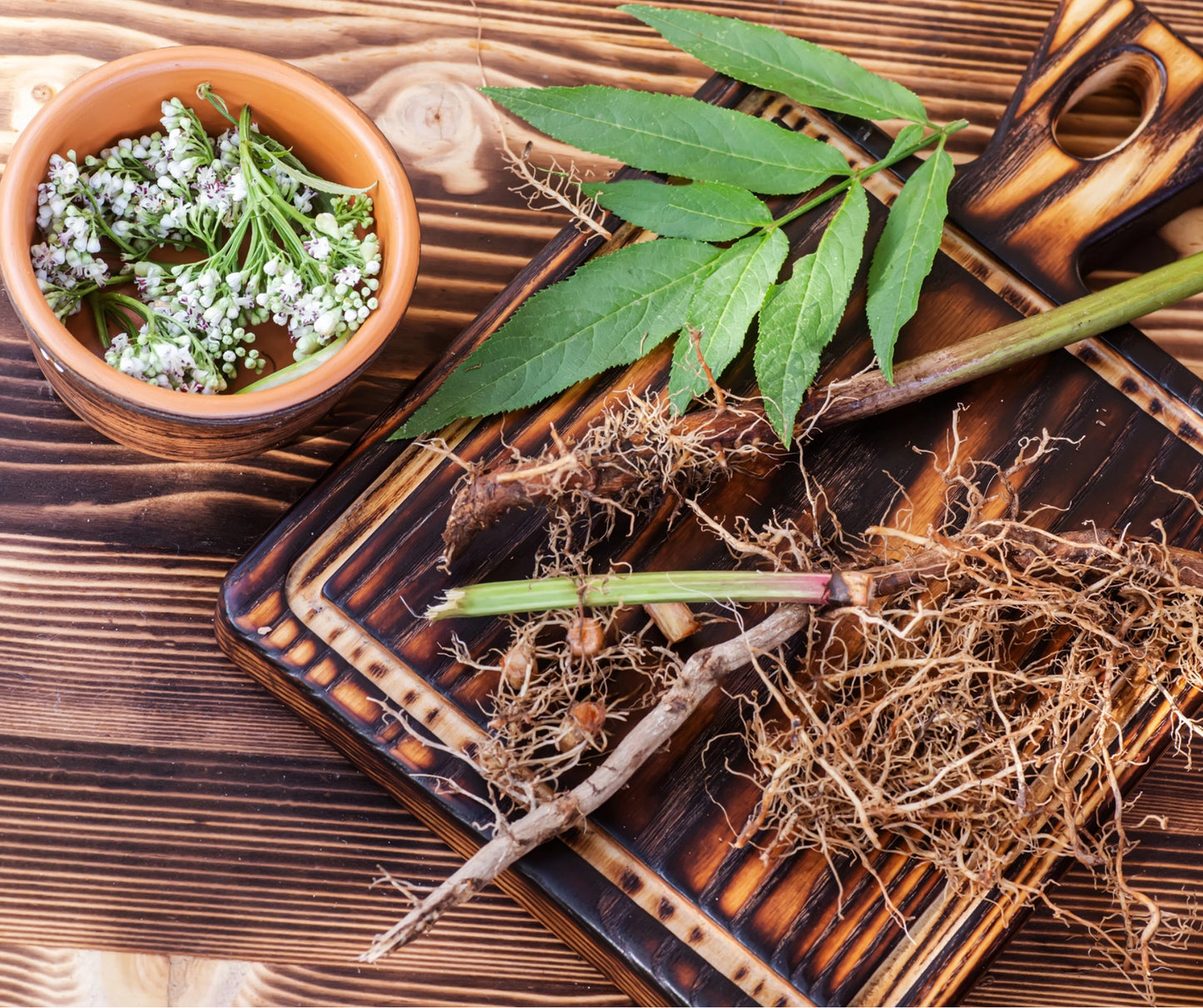 racine de valériane