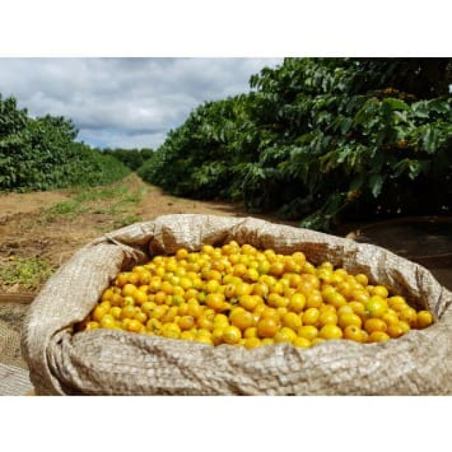 Yellow Bourbon Gemalen 500 gram